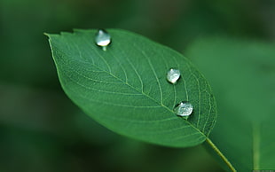 bokeh photography of rain drop on top of leaf HD wallpaper